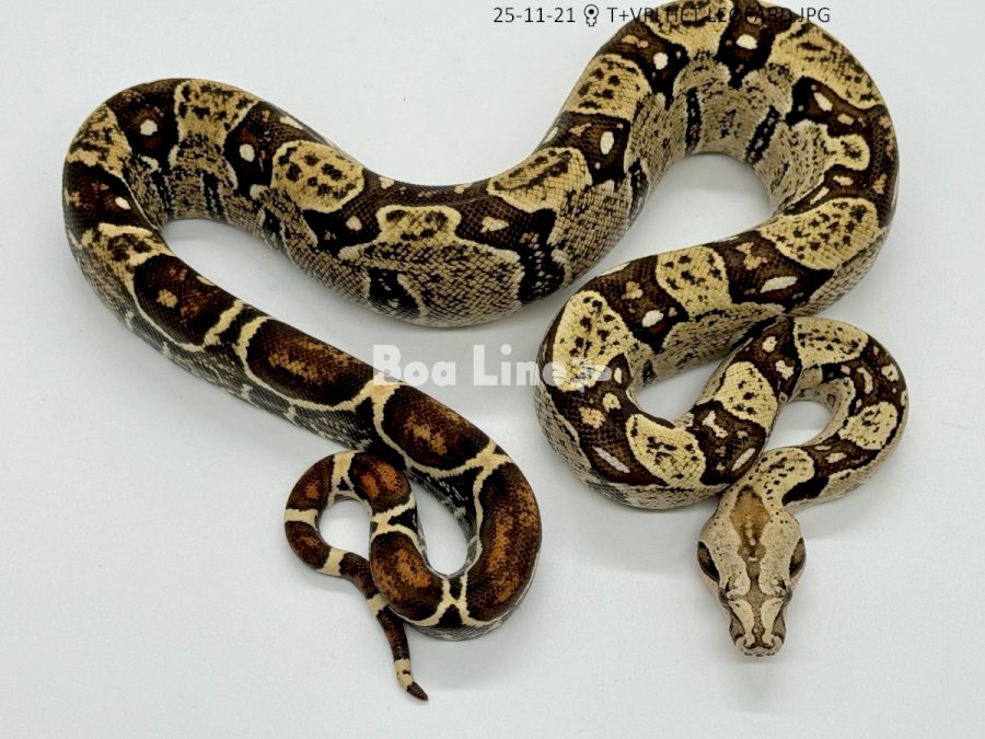 T+VPI HET LEOPARD